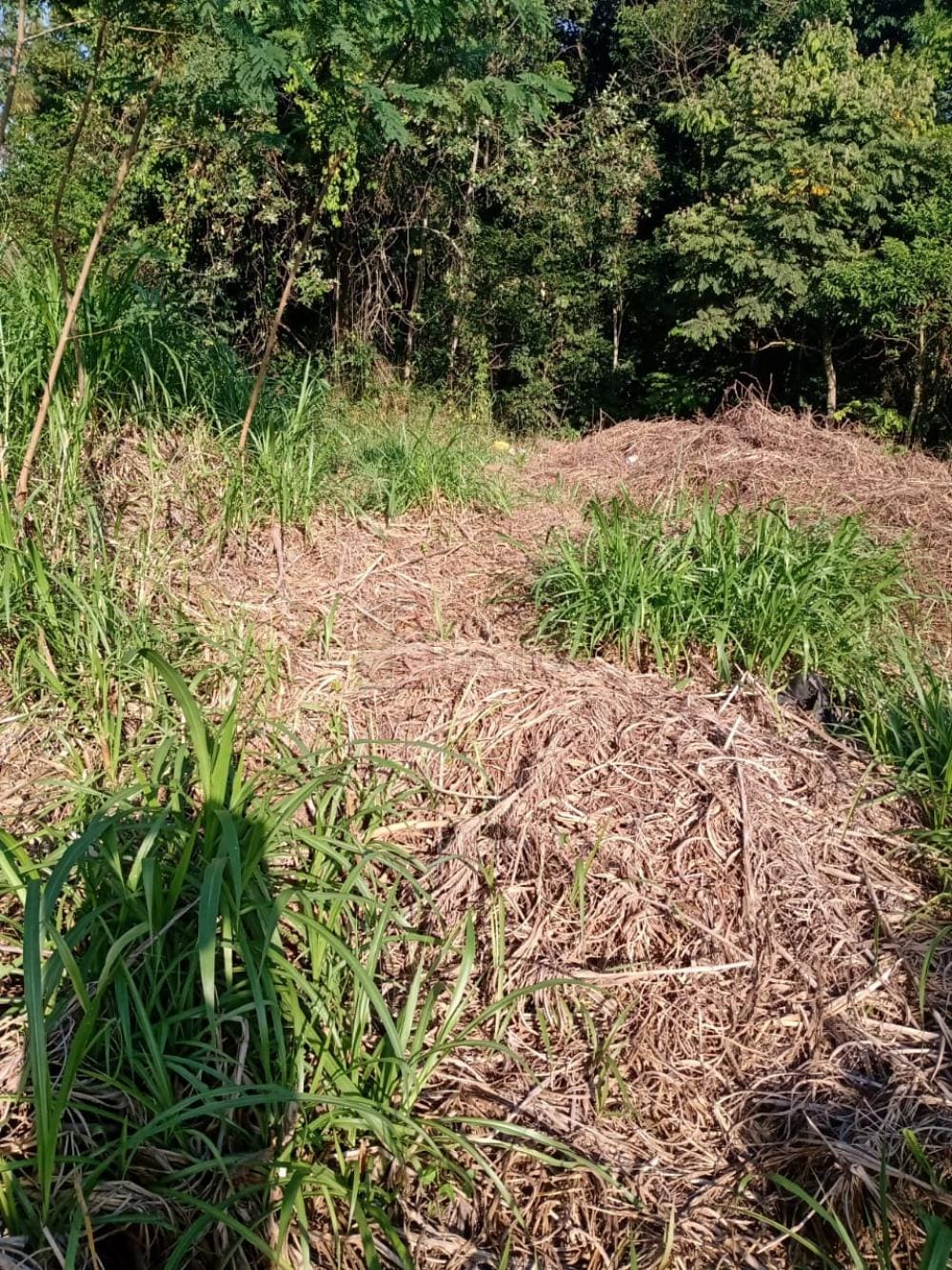 jundiai-terreno-padrao-champirra-15-03-2022_16-43-40-0