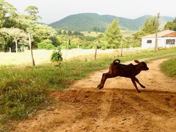 FAZENDA SANTA MARIA PARA VENDA NO BAIRRO CURURU – CABREÚVA/SP
