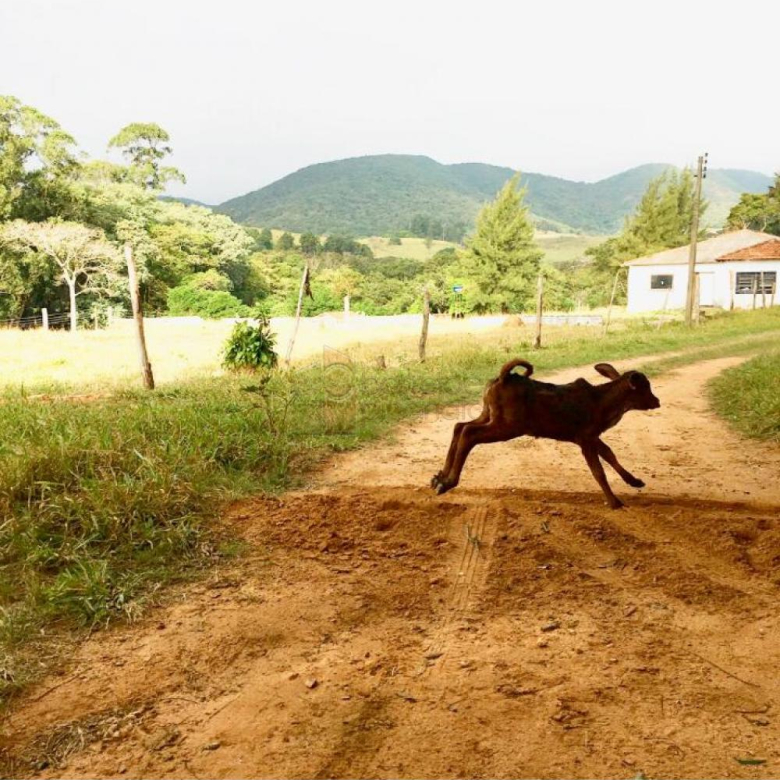 FAZENDA SANTA MARIA PARA VENDA NO BAIRRO CURURU – CABREÚVA/SP
