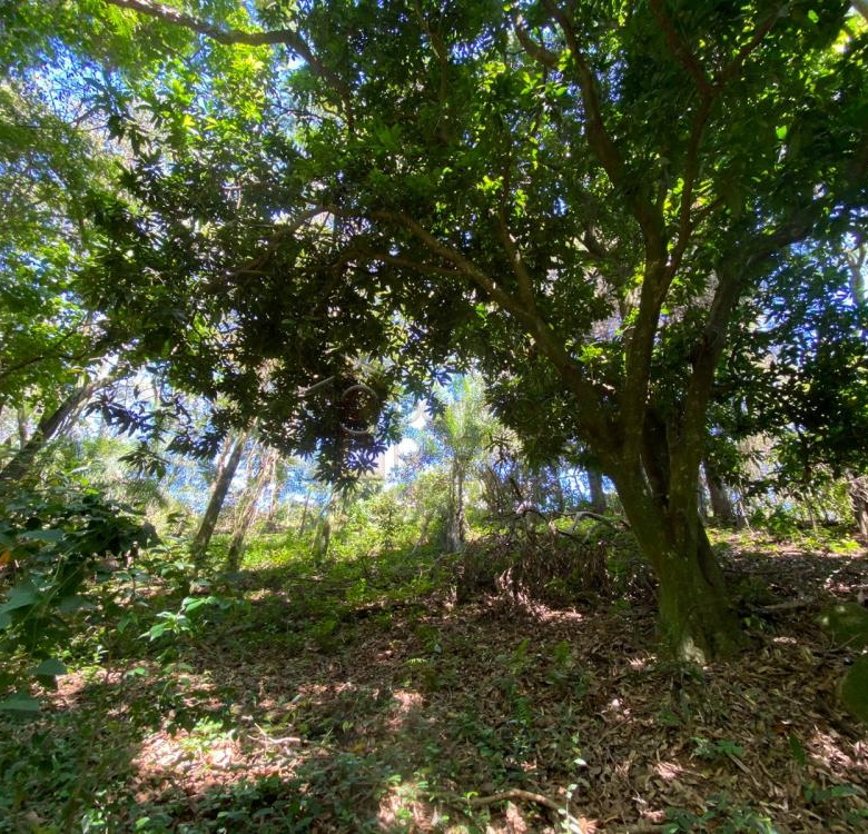 TERRENO À VENDA NO CAFEZAL – ITUPEVA/SP.