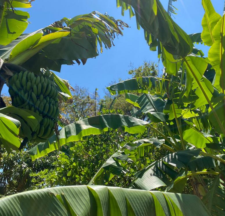 TERRENO À VENDA NO CAFEZAL – ITUPEVA/SP.