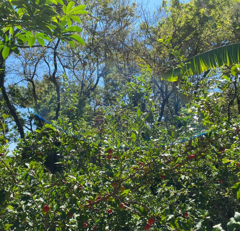 TERRENO À VENDA NO CAFEZAL – ITUPEVA/SP.