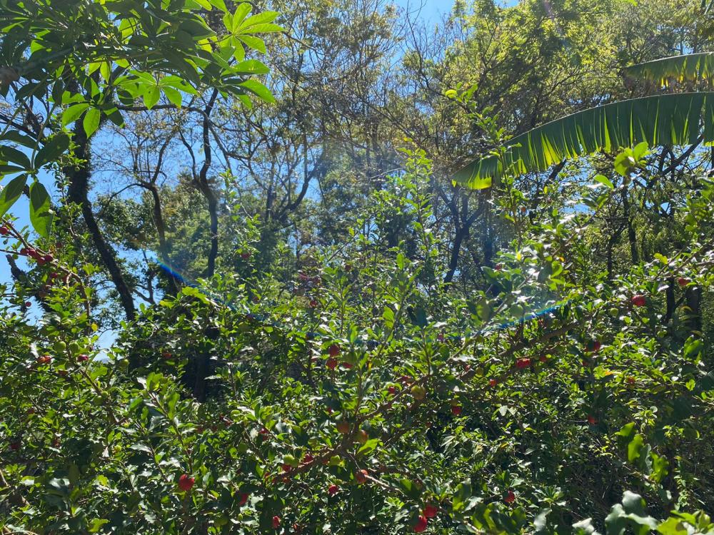 TERRENO À VENDA NO CAFEZAL – ITUPEVA/SP.