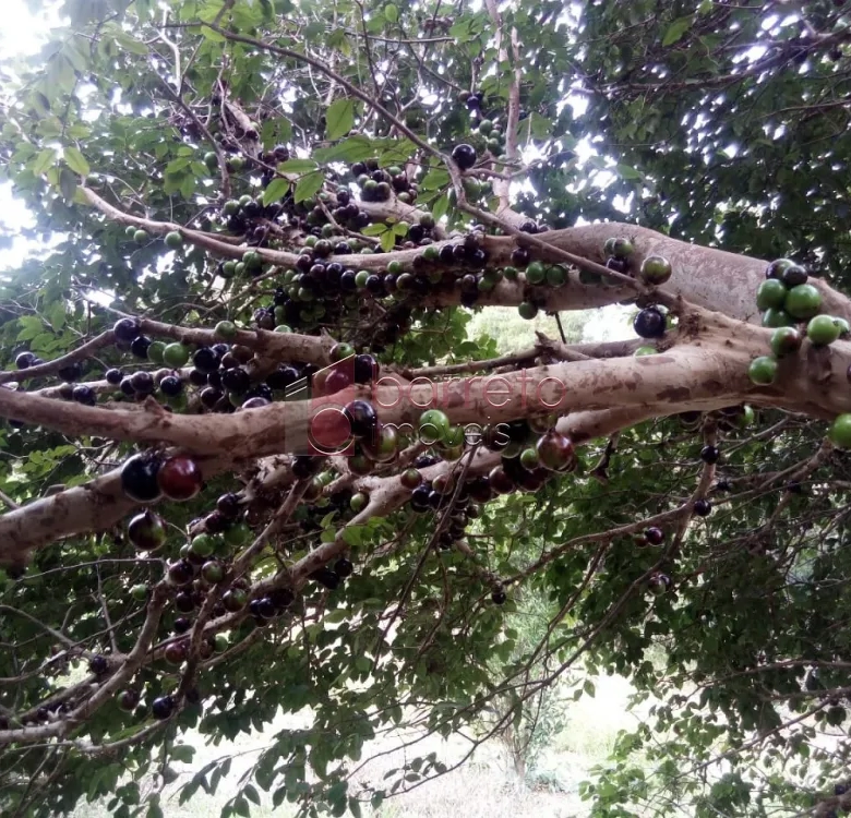 ÁREA RURAL PARA VENDA NO BAIRRO CAXAMBU – JUNDIAÍ/SP