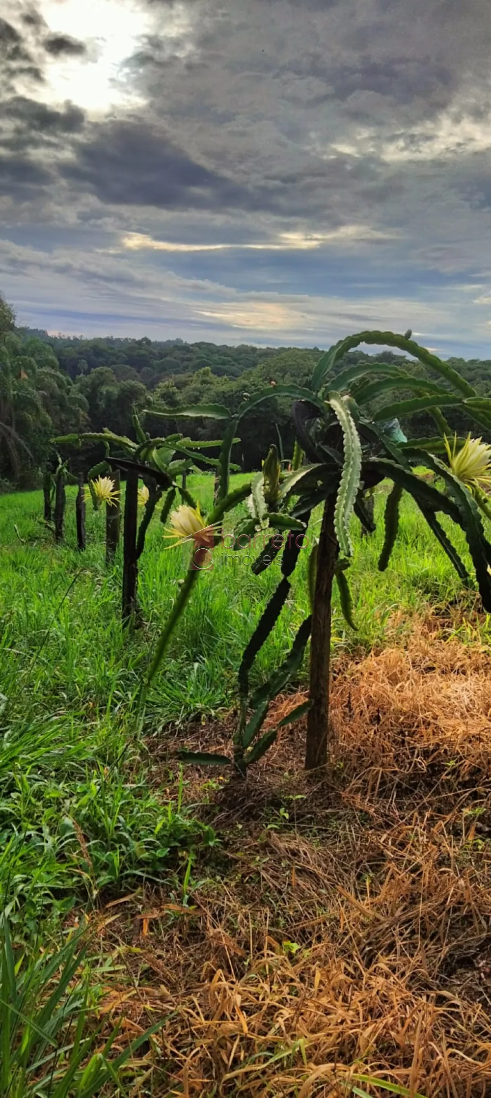 ÁREA RURAL PARA VENDA NO BAIRRO CAXAMBU – JUNDIAÍ/SP
