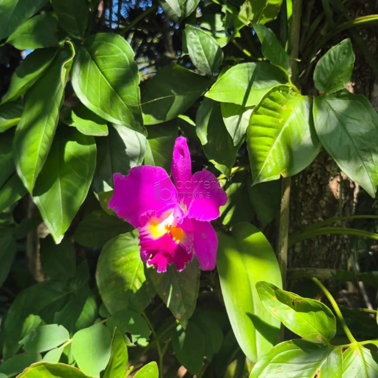 CHÁCARA À VENDA NO JARDIM TARANTELA/CAXAMBÚ EM JUNDIAÍ/SP