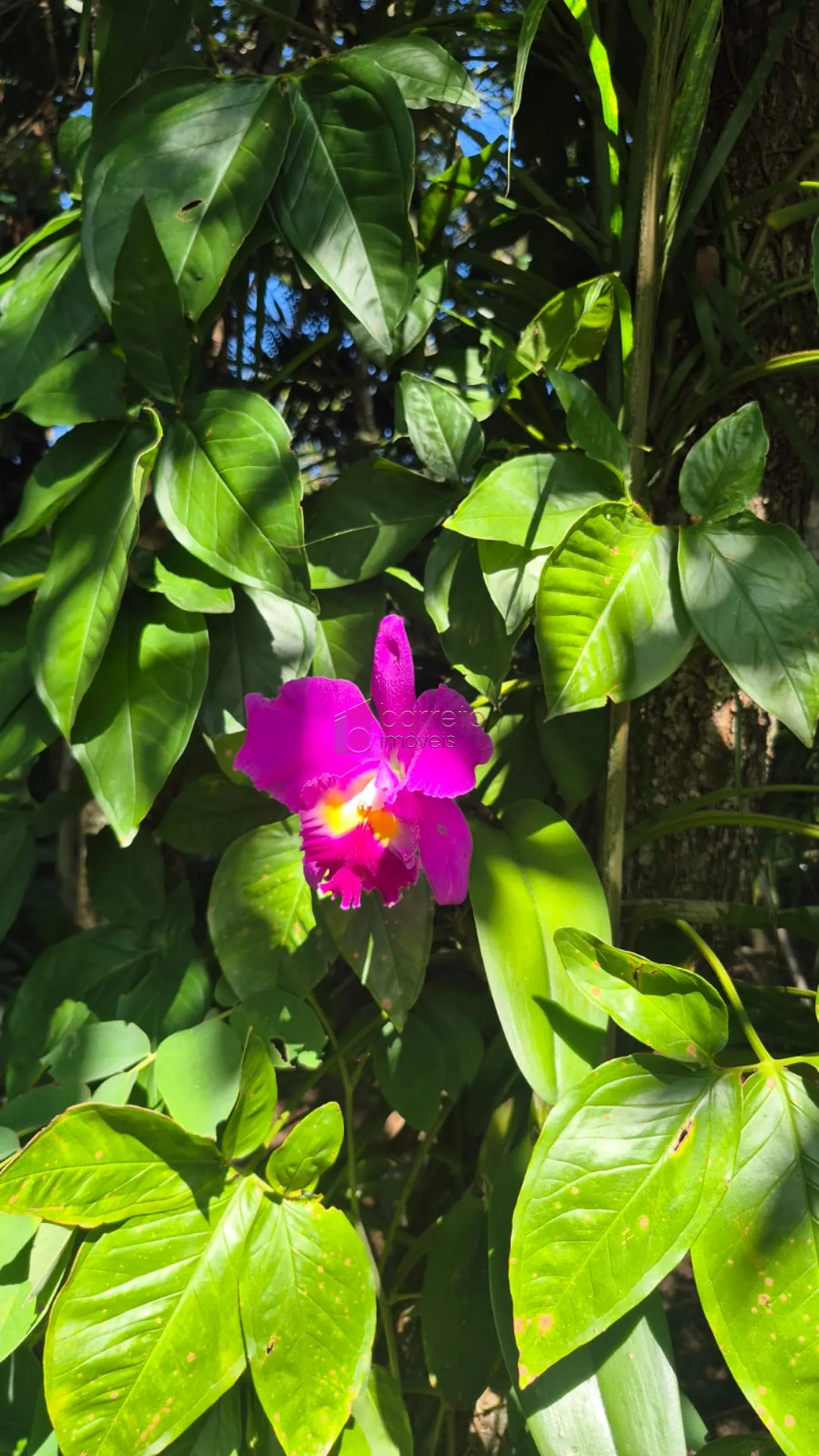CHÁCARA À VENDA NO JARDIM TARANTELA/CAXAMBÚ EM JUNDIAÍ/SP