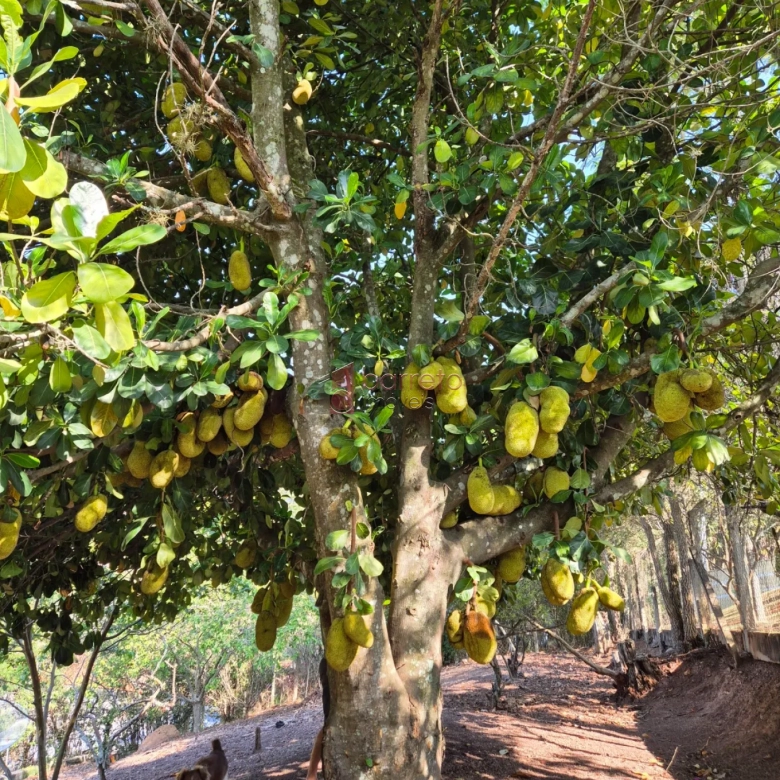 CHÁCARA À VENDA EM CAMPO LIMPO PAULISTA/SP