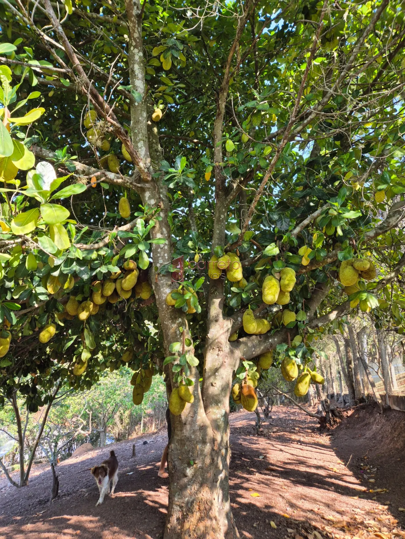 CHÁCARA À VENDA EM CAMPO LIMPO PAULISTA/SP